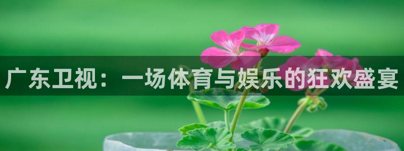 833直播平台大吗：广东卫视：一场体育与娱乐的狂欢盛宴