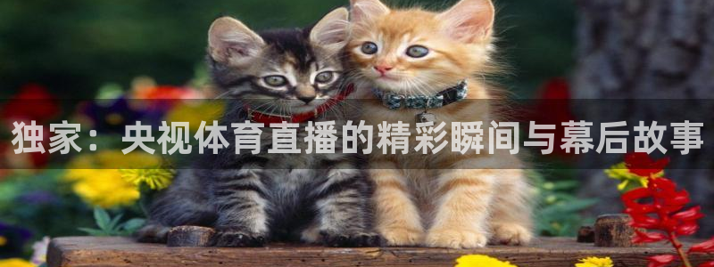 833直播轻量版：独家：央视体育直播的精彩瞬间与幕后故事